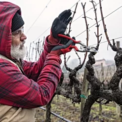 Felco 13 Multipurpose Pruning Shears - Use With 1 Or 2 Hands 11 Felco 13 Multipurpose Pruning Shears - Use With 1 Or 2 Hands -Beautiful Garden 13fel in use 3