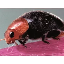 BioBee BioCryptolaemus Mealybug Control