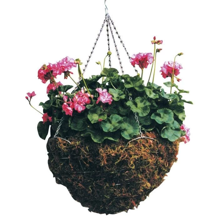 Braun Wire Hanging Basket Moss Liner And Chain 16in Diam 2 Braun Wire Hanging Basket Moss Liner And Chain 16in Diam - Image 2