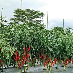 Knotty Takiron Green Steel Stakes, 5/8"x 6', Bundle Of 10 -Beautiful Garden 166tsk 6