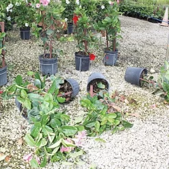 Better Bilt TopHat Plant Container Stabilizer - 3 Gallon Size -Beautiful Garden 3ps3 3