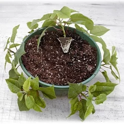 Belden Plastics 10 Inch Hanging Garden Baskets Case Of 25 -Beautiful Garden 690202 5