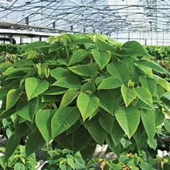 Belden Plastics 10 Inch Hanging Garden Baskets Case Of 25 -Beautiful Garden 690202 6