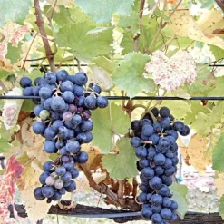 DuraLine 3-Millimeter Monofilament Trellis Line, 1,000 Feet 8 DuraLine 3-Millimeter Monofilament Trellis Line, 1,000 Feet -Beautiful Garden bdl 3 1000 1