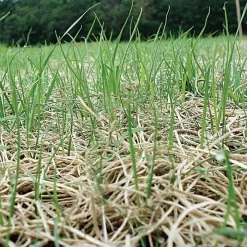 Curlex I Erosion Control Fabric Single Netting Green, 8 Feet X 112-1/2 Feet -Beautiful Garden c8101 2