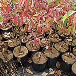 Coco Weed Guards, 44-Centimeter Diameter, Case Of 50 -Beautiful Garden cd44a 2