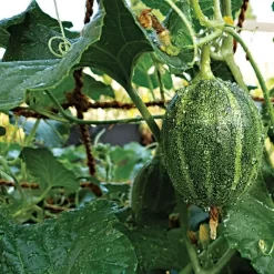 CocoNet Trellis Netting, 6-1/2 Feet X 100 Feet -Beautiful Garden cn65100 2