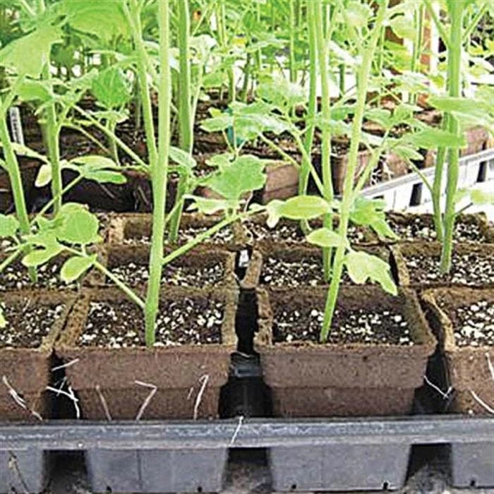 CowPots, #3 Square Pots, Case Of 1,176 2 CowPots, #3 Square Pots, Case Of 1,176 - Image 2