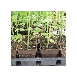 CowPots, #3 Square Pots, Case Of 400 -Beautiful Garden cpsq3 3