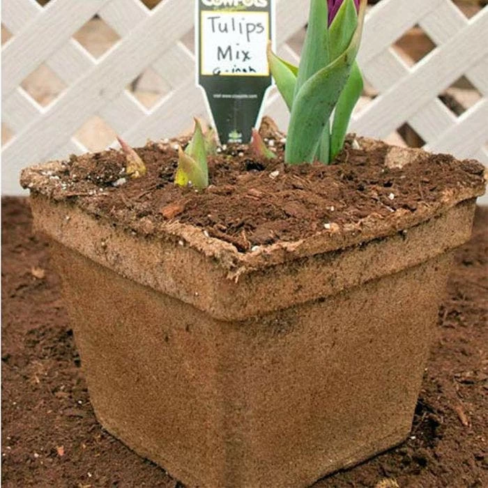 CowPots #6 Square Pots, Case Of 54 3 CowPots #6 Square Pots, Case Of 54 - Image 3