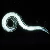 Double-Death Nematodes, 1 Million Count