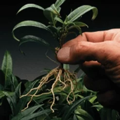 Dip 'N Grow Rooting Concentrate 2oz. -Beautiful Garden dg2 2 1