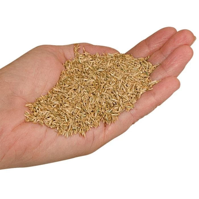 Fairlawn Blue And Rye Mix, 25 Lb Bag 3 Fairlawn Blue And Rye Mix, 25 Lb Bag - Image 3