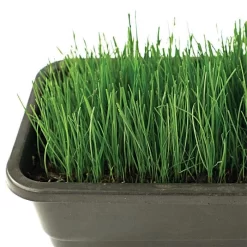 Fairlawn Blue And Rye Mix, 5 Lb Bag -Beautiful Garden fair5 3 1