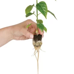 Grow-Plugs, Case Of 1,400 -Beautiful Garden fp1400 4