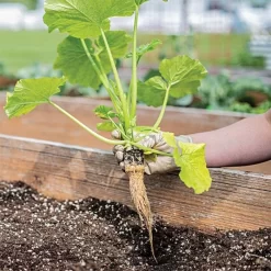 Grow-Plugs, Bag Of 55 -Beautiful Garden fp55 3 1