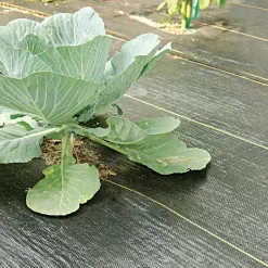 3.2oz. Premium Woven Ground Cover 3ft X 300ft 9 3.2oz. Premium Woven Ground Cover 3ft X 300ft -Beautiful Garden gc33 cabbage 5.2.23 1