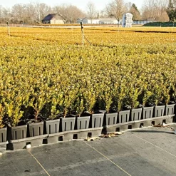 3.2oz. Premium Woven Ground Cover 6ft X 300ft -Beautiful Garden gc33 field 5.2.23 2