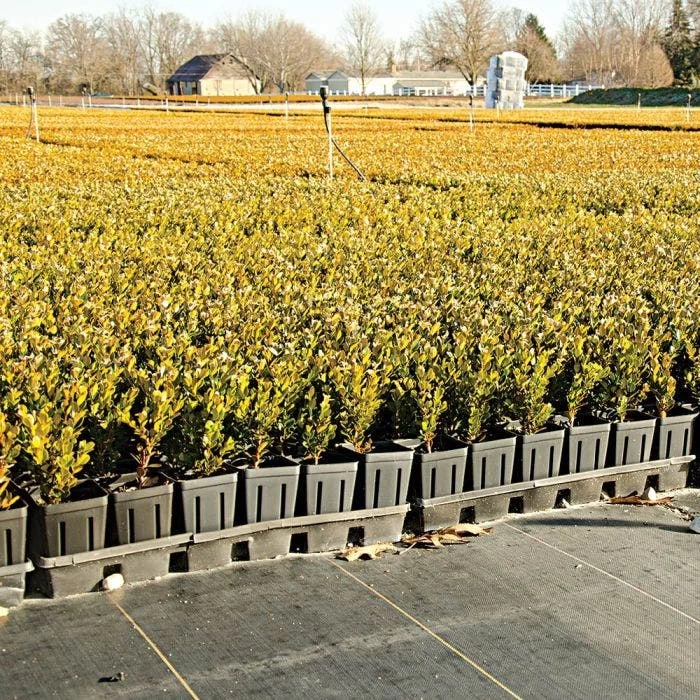 3.2oz. Premium Woven Ground Cover 4ft X 300ft 4 3.2oz. Premium Woven Ground Cover 4ft X 300ft - Image 4