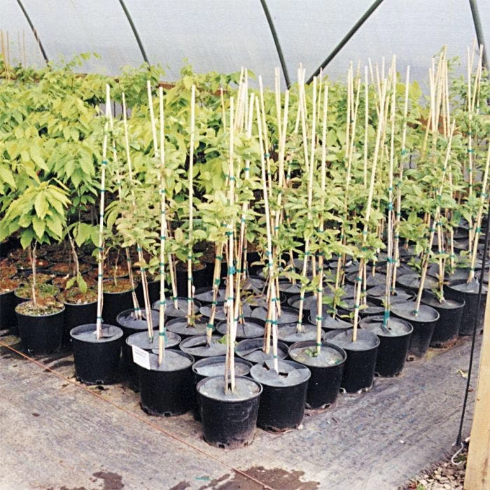 Geodisc UV-Resistant Weed-Blocking Discs, 6-1/2-Inch Diameter, Pack Of 500 2 Geodisc UV-Resistant Weed-Blocking Discs, 6-1/2-Inch Diameter, Pack Of 500 - Image 2