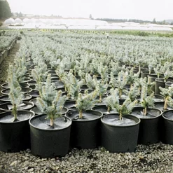 Geodisc UV-Resistant Weed-Blocking Discs, 8-Inch Diameter, Pack Of 500