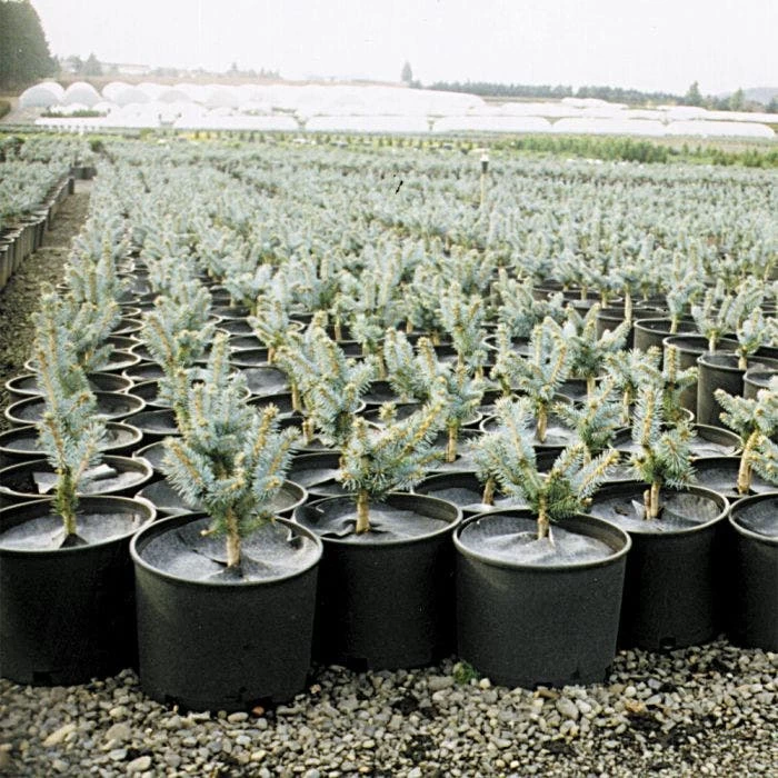 Geodisc UV-Resistant Weed-Blocking Discs, 6-1/2-Inch Diameter, Pack Of 500 1 Geodisc UV-Resistant Weed-Blocking Discs, 6-1/2-Inch Diameter, Pack Of 500