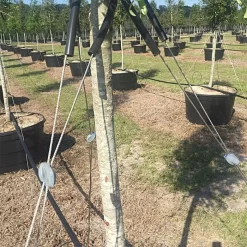 Gripple® Anchor 2 Tree Guying Kit 9 Gripple® Anchor 2 Tree Guying Kit -Beautiful Garden gtgk2 2