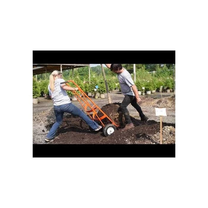 Leonard Ball Carts With Curved Lift, Flat Free Tires 7 Leonard Ball Carts With Curved Lift, Flat Free Tires - Image 7