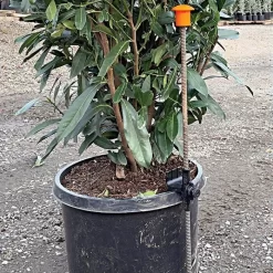 HookStake, Pack Of 25 -Beautiful Garden hs25 live2