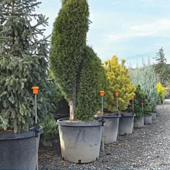 HookStake, Pack Of 25 -Beautiful Garden hs25 live3