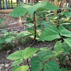 Hortonova Trellis Netting, 4 Feet X 100 Feet -Beautiful Garden htn4100 5