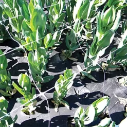 Hortonova Trellis Netting, 6-1/2 Feet X 3,280 Feet -Beautiful Garden htn63280 18