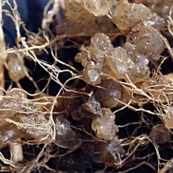 Soil Moist, 3 Lb Bulk Jug -Beautiful Garden jcd030sm 2