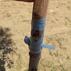 Rubber Budding/Grafting Strips, 8 Inches X 3/8 Inches, .020-Gauge, 12-Pound Case -Beautiful Garden rs41910 1 3 2