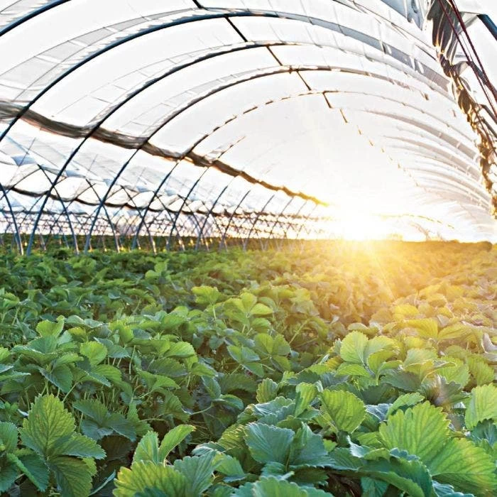 Poly Grow UVA Suncover 4yr 6mil Clear 24' X 80' 2 Poly Grow UVA Suncover 4yr 6mil Clear 24' X 80' - Image 2