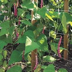 Hortonova Trellis Netting, 5 Feet X 328 Feet -Beautiful Garden tn5328 16