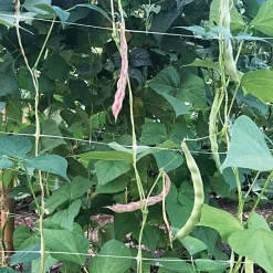 Hortonova Trellis Netting, 5 Feet X 328 Feet -Beautiful Garden tn5328 5