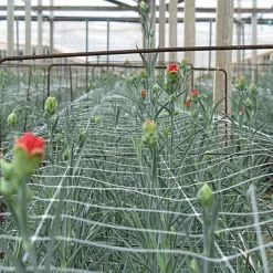 Hortonova Trellis Netting, 5 Feet X 328 Feet -Beautiful Garden tn5328 8