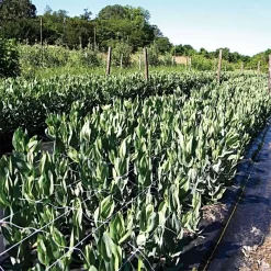 Hortonova Trellis Netting, 6-1/2 Feet X 15 Feet -Beautiful Garden tn615 15