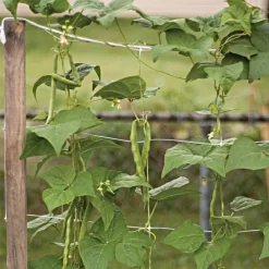 Hortonova Trellis Netting, 6-1/2 Feet X 15 Feet -Beautiful Garden tn615 8