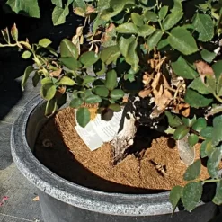 Coco Weed Guards -Beautiful Garden vp cdxxa 3