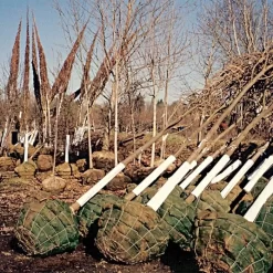 Tree Guard Corrugated Plastic Black White 48in X 12in -Beautiful Garden vp cptg burlap trees 2 1