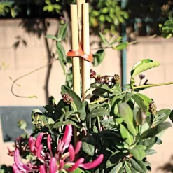 Connectors For Bamboo Stakes Pack Of 500 -Beautiful Garden vp gc500x 3