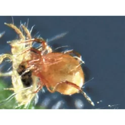BioBee BioPersimilis Spider Mite Control