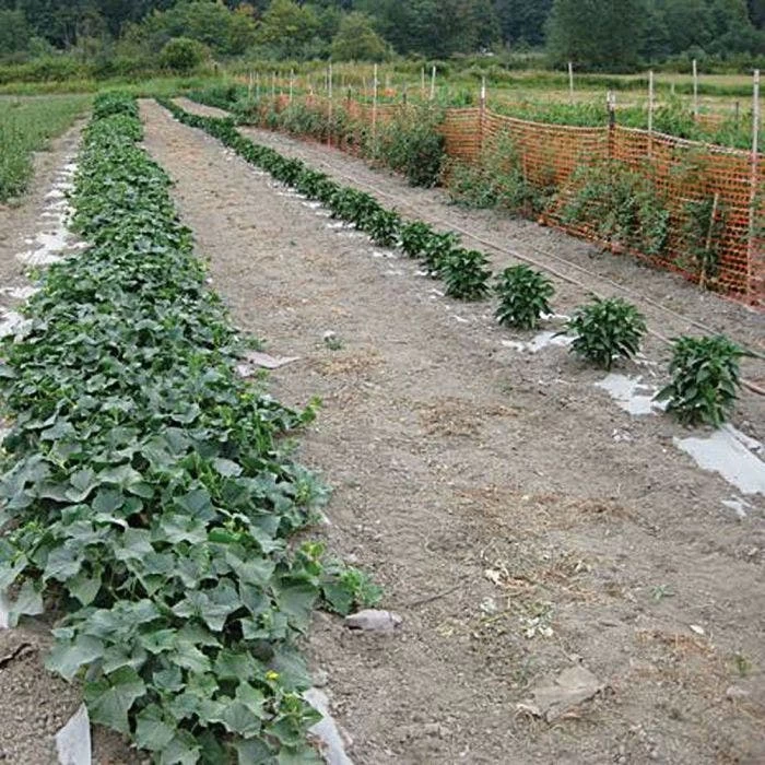 Biodegradable Paper Mulch 8 Biodegradable Paper Mulch - Image 8