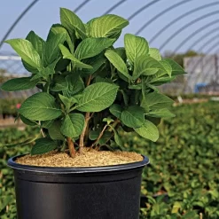 Rice Hull Bales 9 Rice Hull Bales -Beautiful Garden vp rhb 3