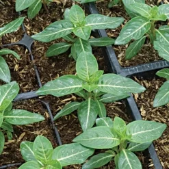 Rice Hull Bales 11 Rice Hull Bales -Beautiful Garden vp rhb 5