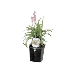 ITML Deep Perennial Pot