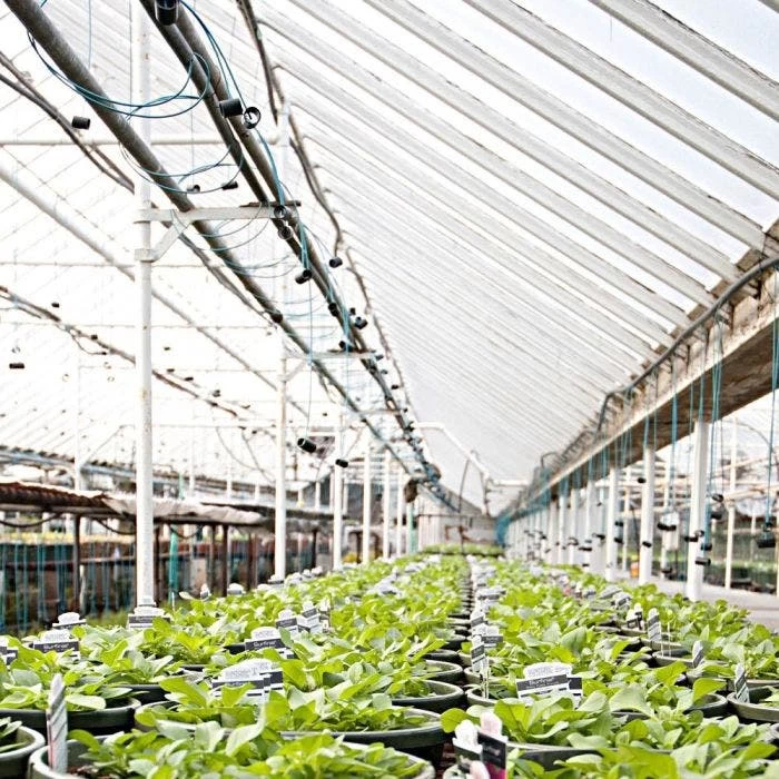 Poly Grow Uvairad Sunsaver, 4Yr, 6Mil Clear 48' X 80' 2 Poly Grow Uvairad Sunsaver, 4Yr, 6Mil Clear 48' X 80' - Image 2