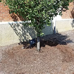 TreeDiaper Singles -Beautiful Garden vp tdxx 5